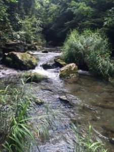 都幾川　竹の谷